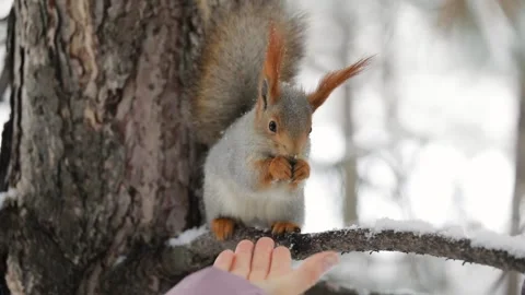 Girl feeds a squirrel with nuts at winter park. Stock Footage 144518403