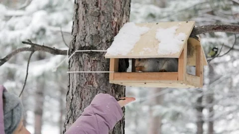 Girl feeds a squirrel with nuts at winter park. Vidéo 144518438