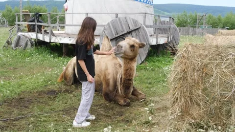 A girl feeds a two-humped camel lying on the grass from her hands. Stock Footage 303624082