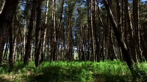 The girl is in the forest 2 Stock Footage 329928135