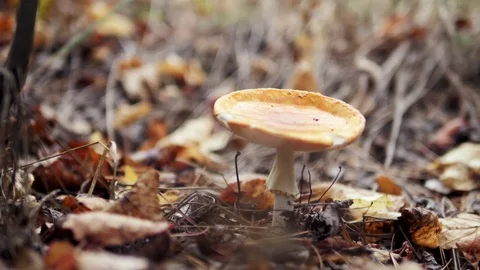 The girl found and cut inedible mushroom Stock Footage