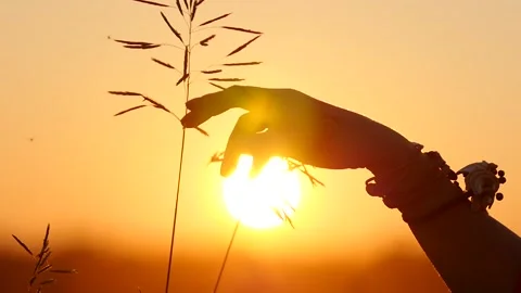 Girl hand in a flower field at sunset. Girl runs her hand over the flowers. Hand Stock-Footage 151886853