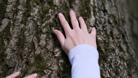 Girl hand touch the tree trunk. Ecology and energy forest nature concept. Stock Footage 158792532
