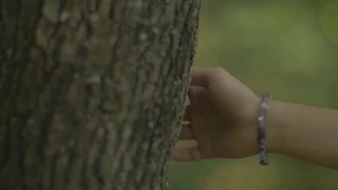 The Girl Hand Touches Tree. Stock Footage