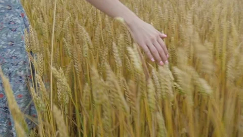 Girl Hand On Wheat Field Stock Footage
