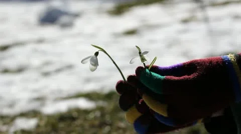 Girl hands with colored gloves arranging a snowdrops flower bouquet Stock Footage