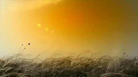 Girl happily jumped on the field Stock Footage