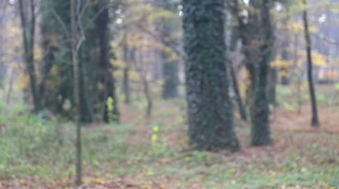 Girl having fun throwing leaves in the air Stock Footage 59553838