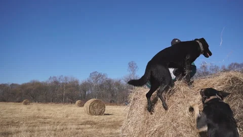 Girl on a haystack plays with two large dogs Stock Footage 119679281