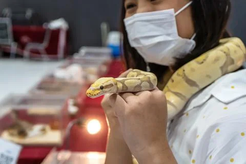 Girl holding a ball python Stock Photos