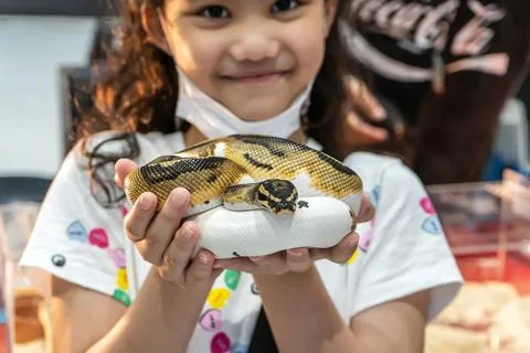 Girl holding a ball python Photos