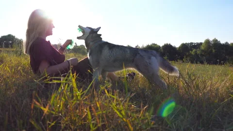 Girl holding in hands bottle while siberian husky biting and pulling it Stock Footage 310209162