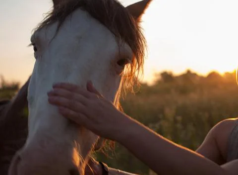 Girl holding a horse's snout in a field at sunset Stock Photos