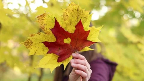 Girl holding maple leaf in front of her. Red maple leaf Stock Footage 289550427
