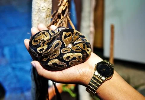 Girl holding a Royal (Ball) Python Snake in her hand Stock Photos
