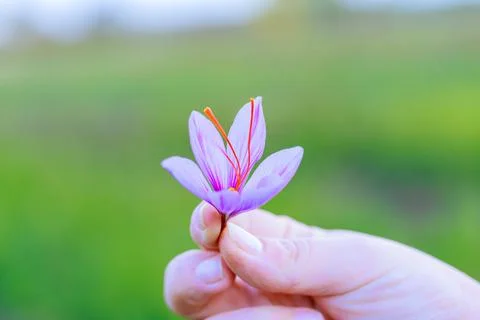 Girl holding saffron crocus on blurred green background. Beautiful flower. Stock Photos
