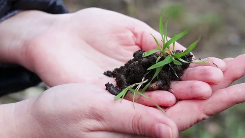 Girl is holding a sprout of green grass with the earth With a big thick Stock Footage