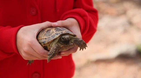 Girl holding turtle Stock Footage 36764991