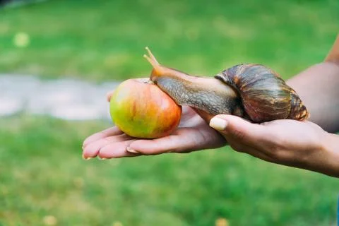 A girl holds a snail and an apple by two her hands on the street. The pedigre Stock Photos