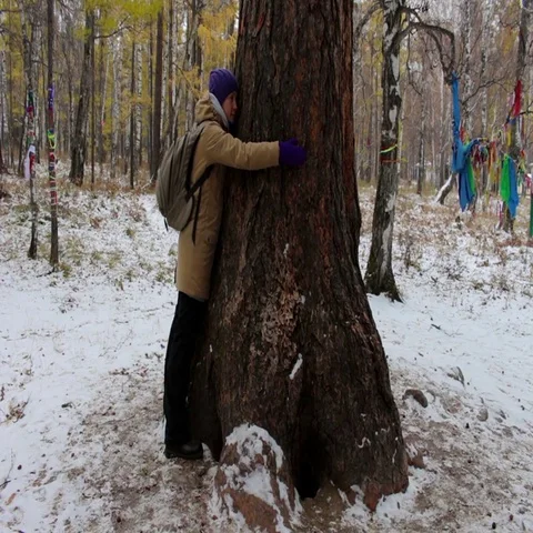Girl hugging a large old tree in winter forest Stock Footage 69537112