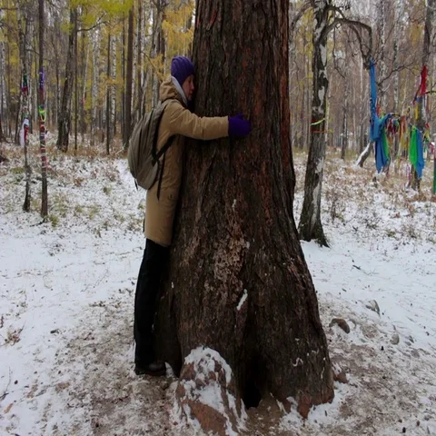 Girl hugging a large old tree in winter forest Stock Footage 69537344