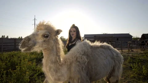 Girl interacts with a camel Stock Footage 91461086