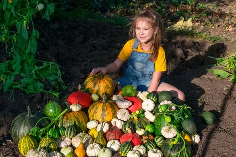 A girl with a large pile of pumpkins collected in a vegetable garden. Happy and Stock Photos