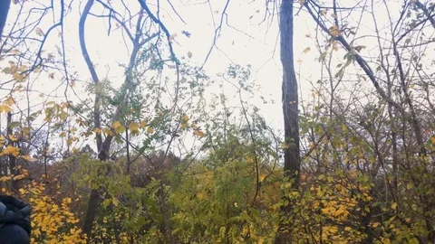 Girl with a leaf Stock Footage 82331615