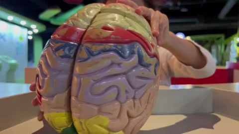A girl learning from a human brain model Stock Footage 175682453