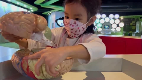 A girl learning from a human brain model Stock Footage 175682498