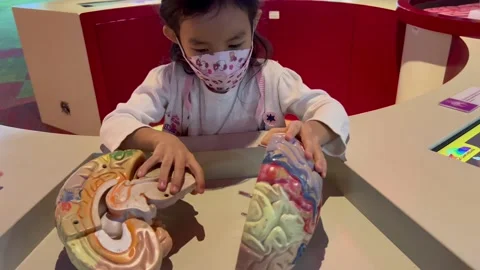 A girl learning from a human brain model Stock Footage 175682644