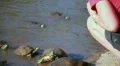 A girl looking the turtles HD Footage