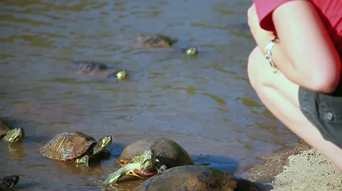 A girl looking the turtles Stock Footage 8568077