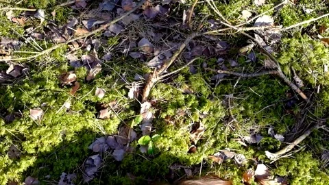 Girl lying in the moss Stock Footage 72776750