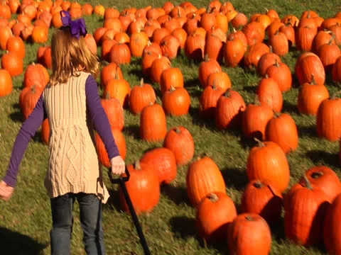 A girl in the patch field wagons the pumpkin and runs dragging the wagon Stock Footage 22870044
