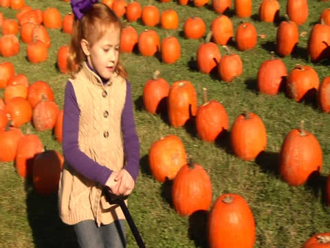 A girl in the patch field wagons the pumpkin and walks backward dragging it Stock Footage 22870130