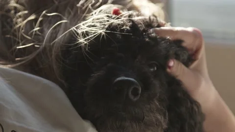 Girl Petting Cute Poodle Dog on Warm Day 4k UHD raw Stock Footage