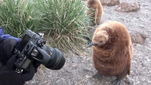 Girl photographs king penguins on background of snow mountains in Antarctica. Stock Footage