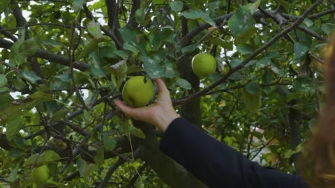 Girl picking an apple from a tree Stock Footage 288219063