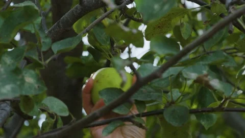 Girl picking, apples Stock Footage 288319029