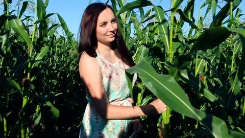 Girl is picking corn in a corn field. Stock Footage 88734909