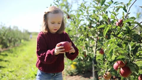 Girl picking red ripe organic apples in orchard or on farm on a fall day Stock Footage 316910341