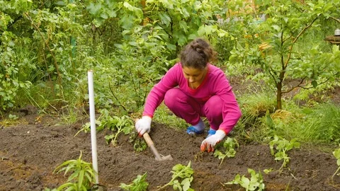 Girl plants seedlings tomato Stock Footage
