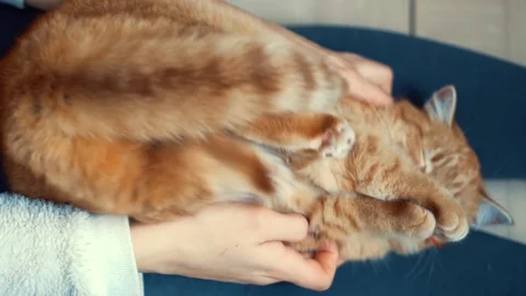Girl playing with cat on the floor using mouse toy. Stock Footage 101174414