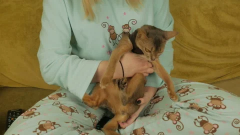 A Girl Playing With A Cat Stock-Footage 147549142