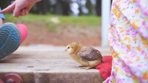 Girl playing with chick Stock Footage 87803110