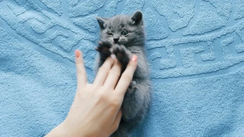 Girl playing with kitten Stock Footage 89463074