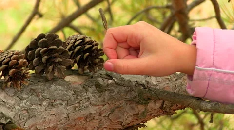 Girl playing with pine cones Stockbeeldmateriaal 55101980