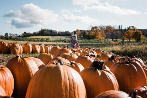 Girl playing at pumpkin patch Fotos de archivo