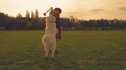 Girl playing with samoyed dog during walk at the park slow motion Stock Footage 79791253